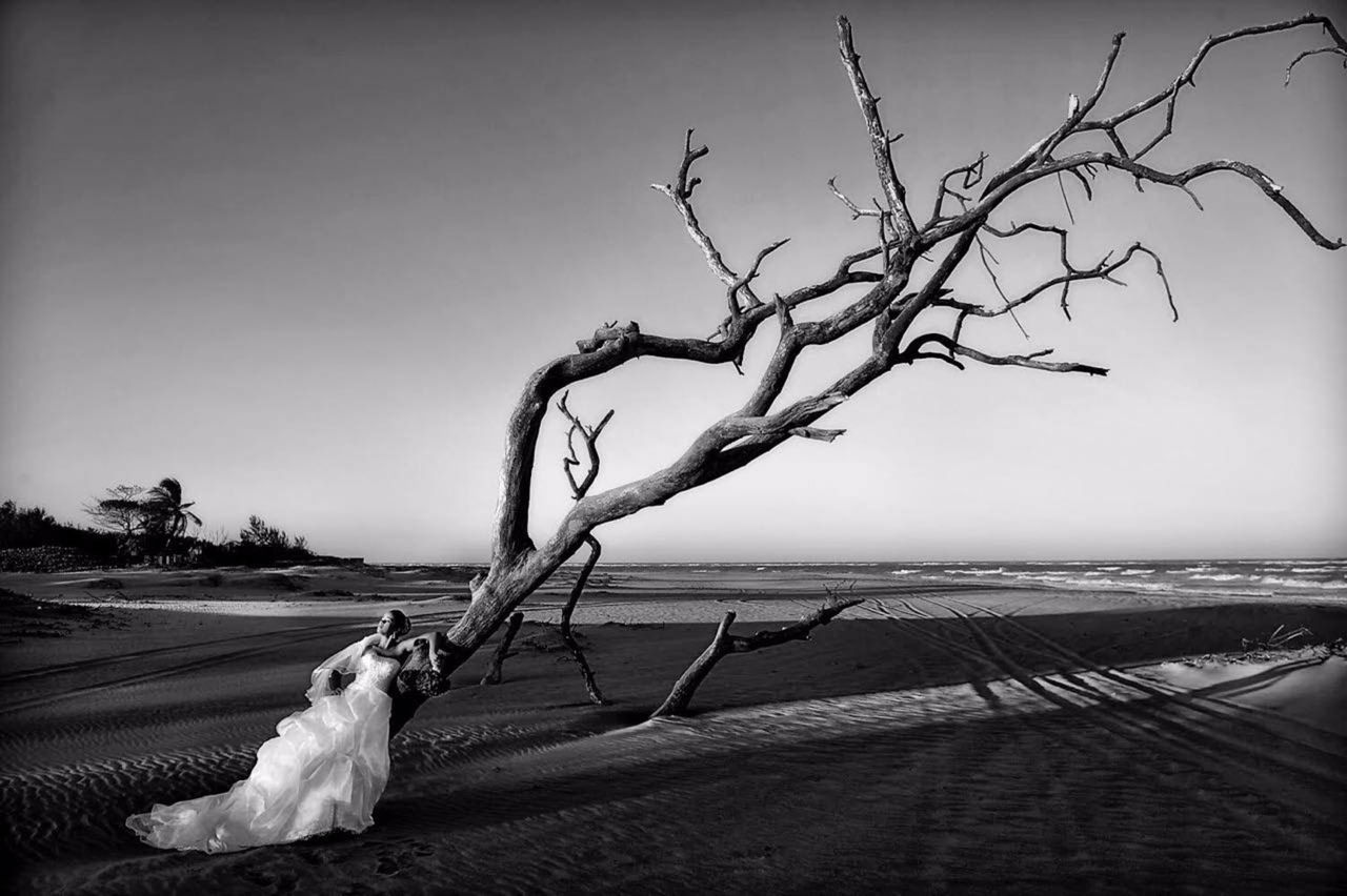 Fotógrafo registra ensaio em árvore pouco antes dela ser "engolida" pelo mar