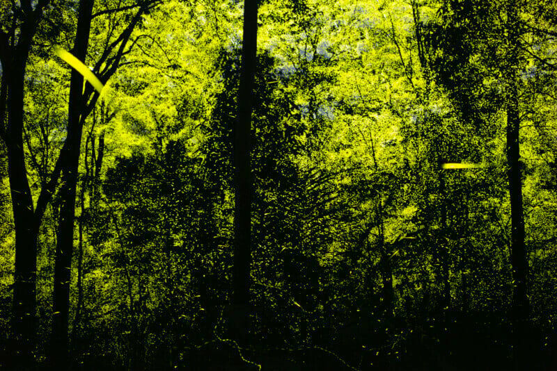 Foto Foto de vagalumes em santuário de vida selvagem Foto Foto de vagalumes em santuário de vida selvagem - Imagem 4