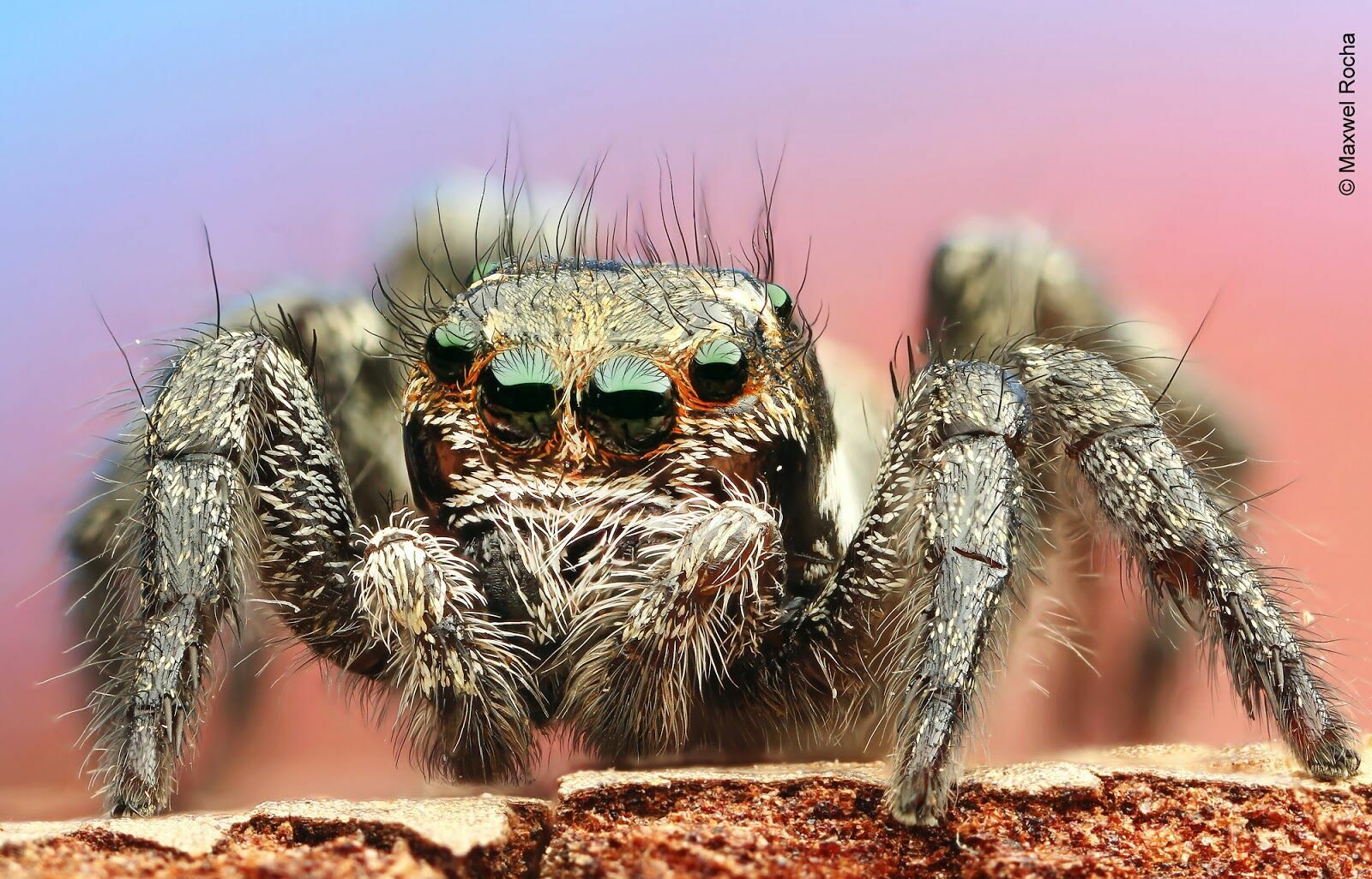 Foto O que é empilhamento de foco? Foto O que é empilhamento de foco? - Imagem 5