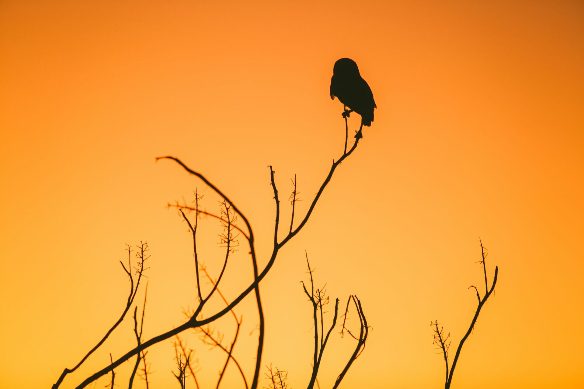 Foto O que é Espaço Negativo na Fotografia? Crie Imagens Impactantes Foto O que é Espaço Negativo na Fotografia? Crie Imagens Impactantes - Imagem 1