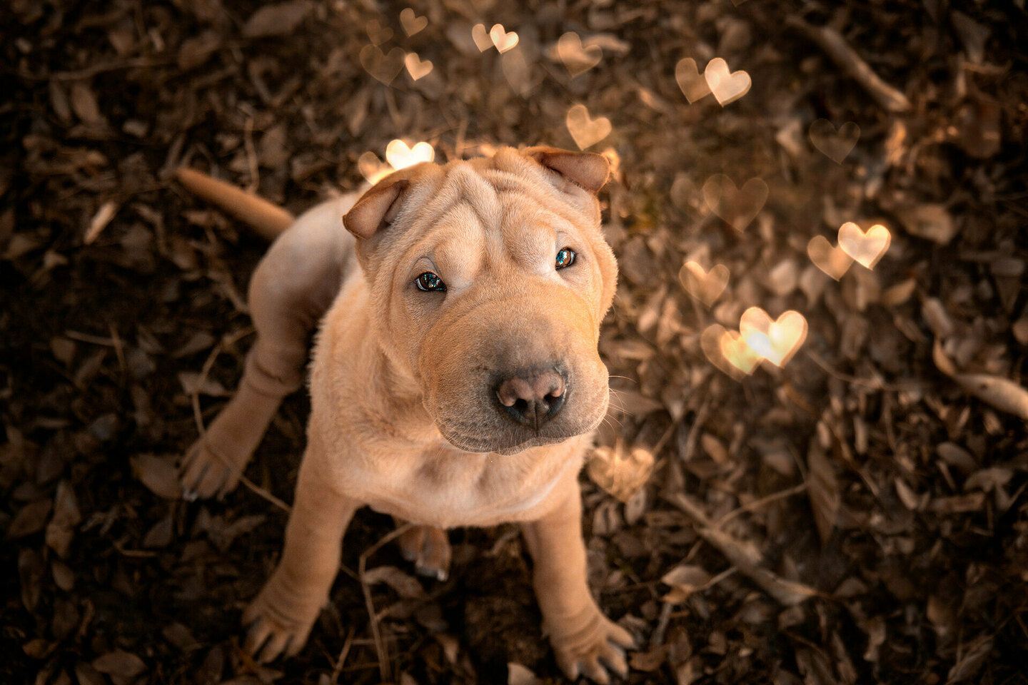 Fotografia Pet: Como se destacar nesse mercado