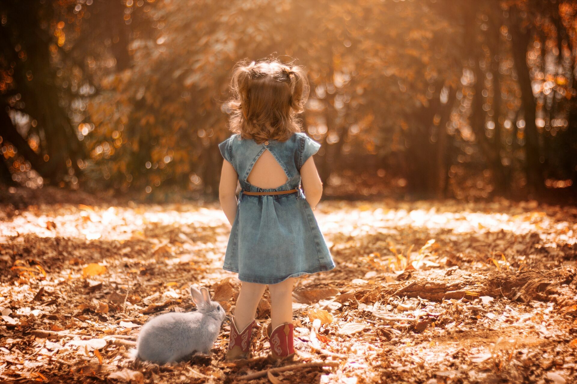 Foto Fotografia Pet: Como se destacar nesse mercado - Imagem 0